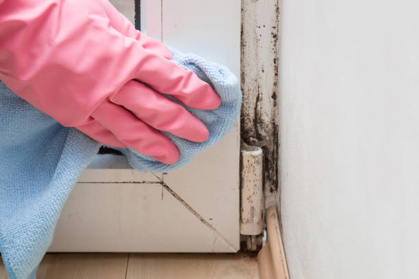 Professional Mold Remediation in East Brady, PA